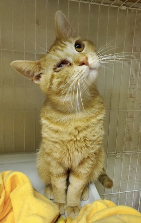 🐾今日の里親様募集中ニャンコ🐱メンバーです🐾2020,1,15